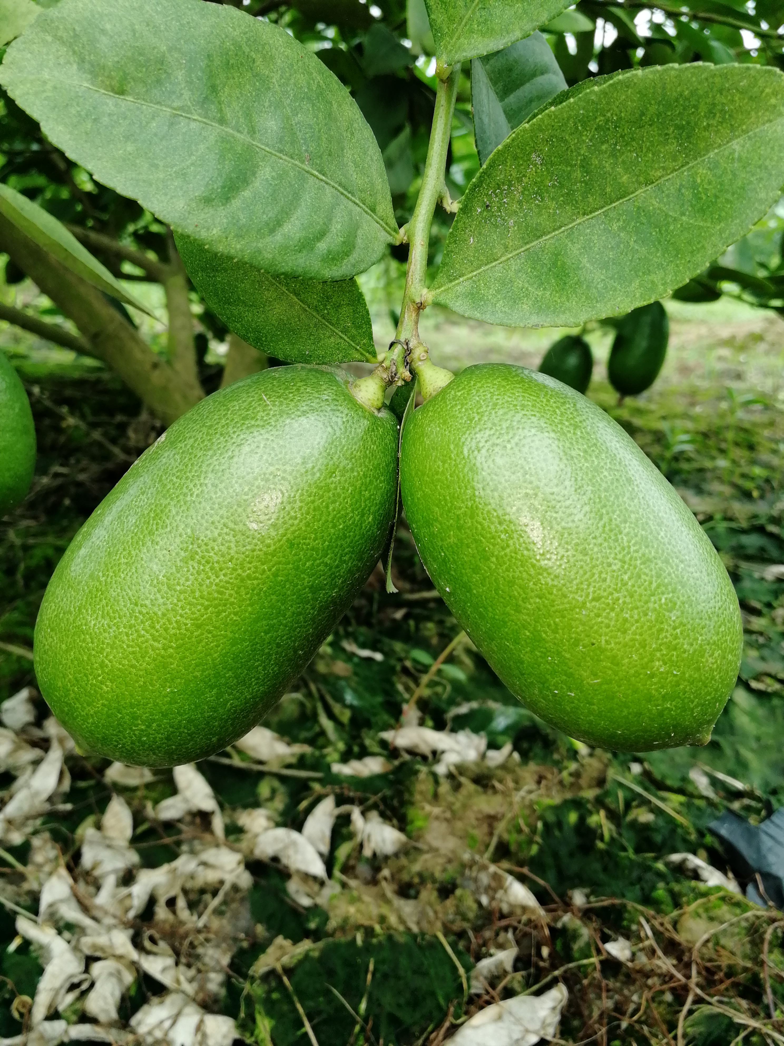 香水柠檬 3.3 - 4.5两 
