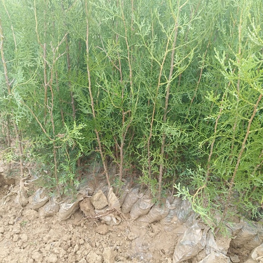 嵩县侧柏苗 