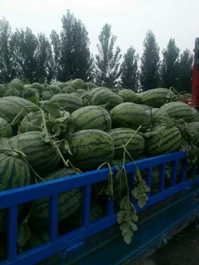 安徽西瓜，砀山西瓜，河南西瓜，开封西瓜，通许西瓜