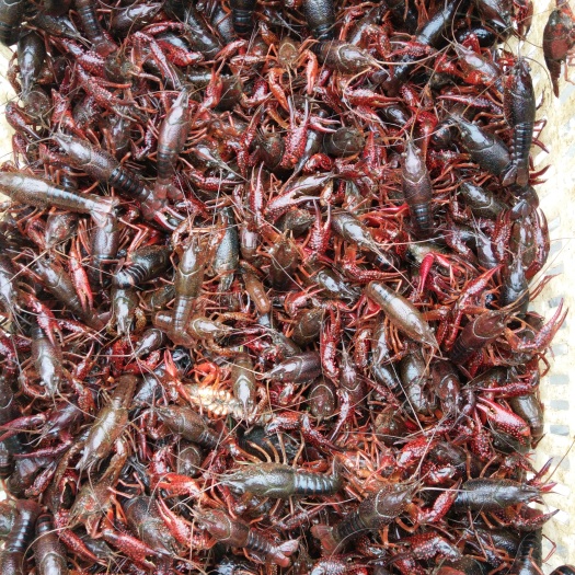 定远县清水小龙虾 稻田虾 456789.0钱