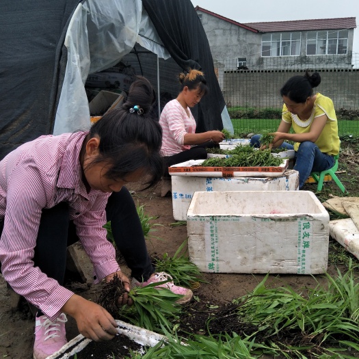 南漳县紫花白芨苗