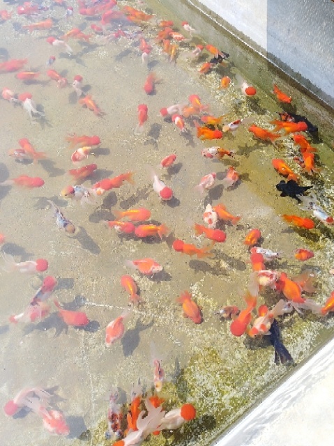邓州市本合作社长年供应金鱼，锦鲤。