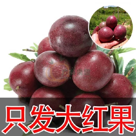 遂溪县紫红色百香果 50 - 60克