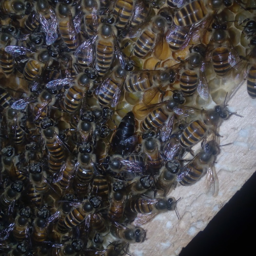 谷城县中华蜜蜂   中蜂，笼蜂，快递发货，包邮包动活的。
