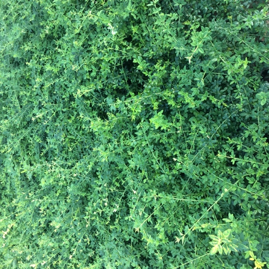 新沂市平枝荀子  平枝栒子