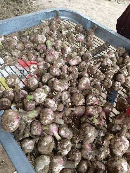 通许县杞县大蒜 混级统货 多瓣蒜