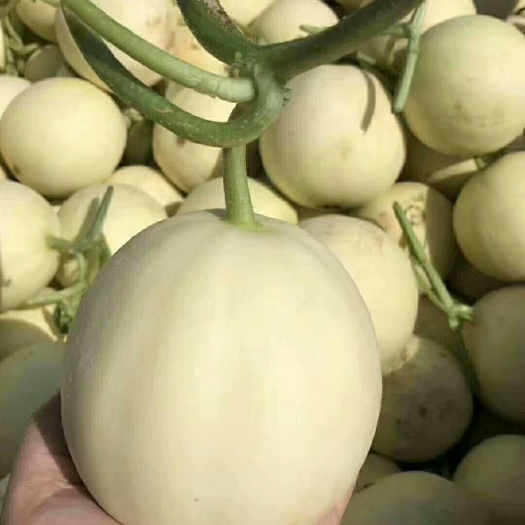 大荔縣伊麗莎白甜瓜 1.5斤以上 