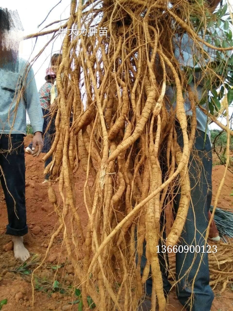 牛大力苗 牛大力种苗，基地直供品种纯正免费提供管理技术