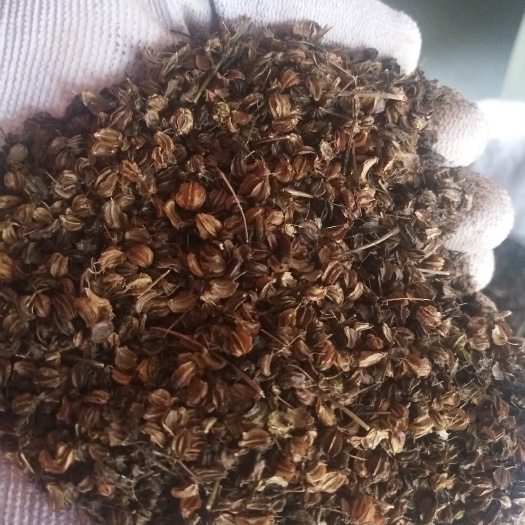 互助县羌活种子  羌活籽
