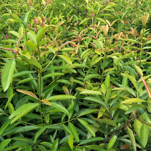 灵山县山竹树苗 