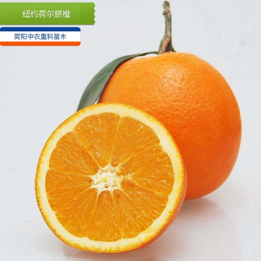 简阳市纽荷尔脐橙苗 嫁接苗 0.5米以下 