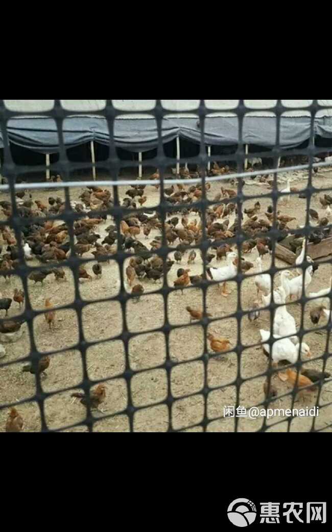 苗床网 2厘米孔鸡鸭鹅养殖网拦鸡网漏粪板防护网围栏网