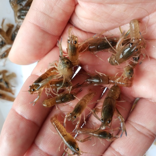广州澳洲淡水小龙虾苗