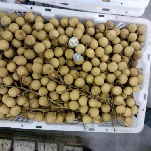 昆明泰国龙眼 25mm以上 