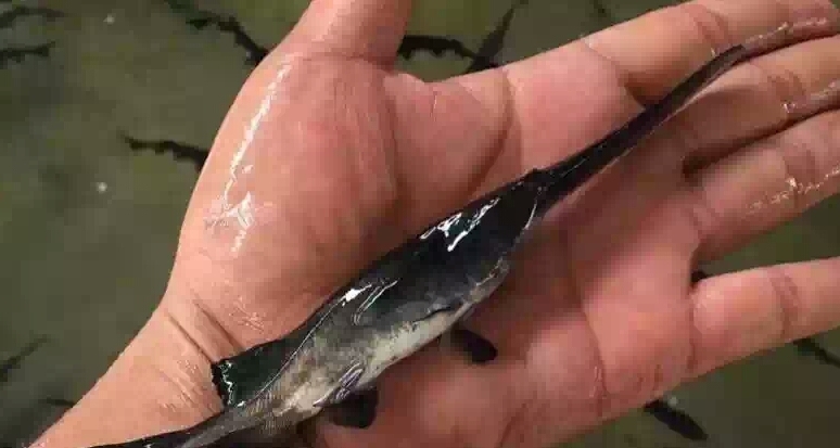 重庆市鸭嘴鱼苗