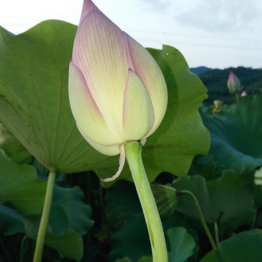 武夷山市白莲子 一级 0.99