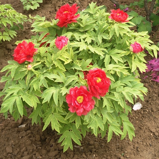 菏泽观赏牡丹 6~8cm 4cm以下 0.5~1米