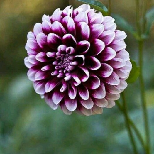 菏泽大丽花种子