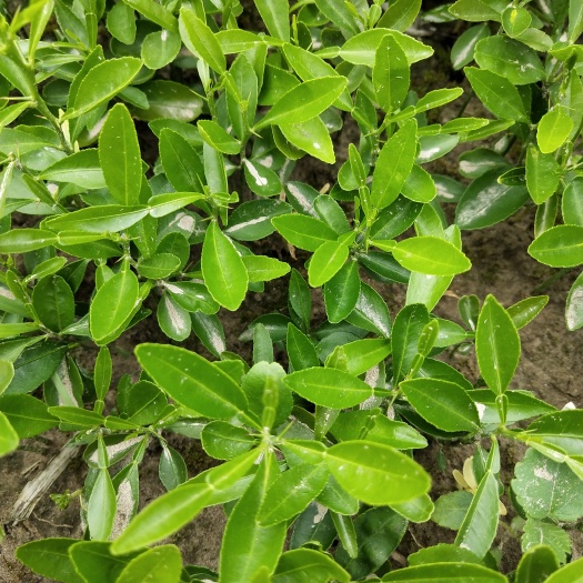 简阳市香橙苗 小叶香橙奶苗