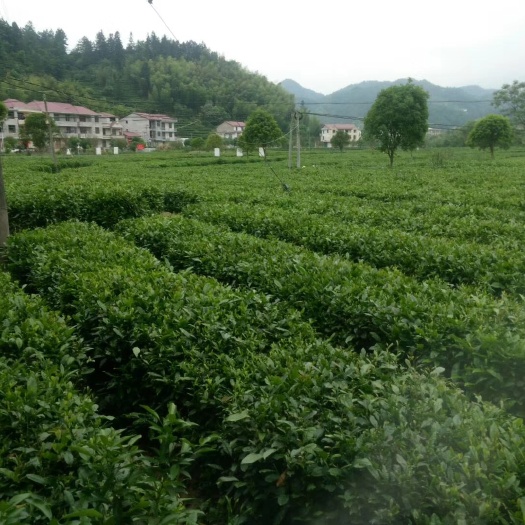 遂川县狗牯脑茶 礼盒装 一级