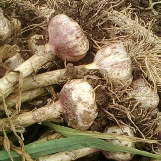 大名县紫皮大蒜 5~5.5cm 多瓣蒜