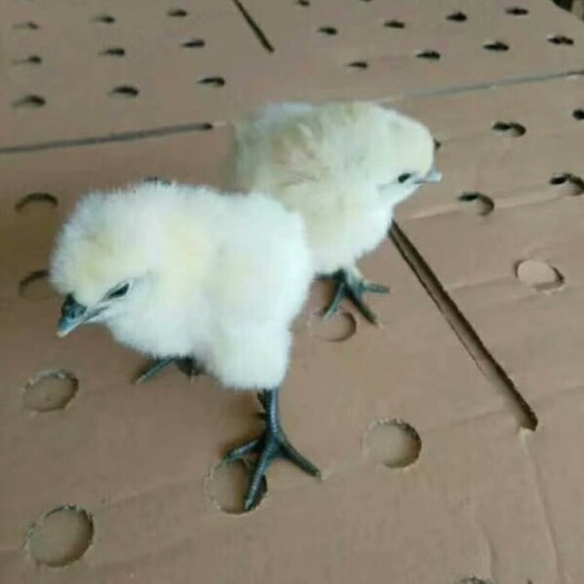广州乌骨鸡苗 统货