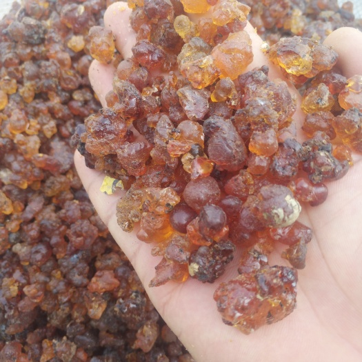 随州食用桃胶 12-18个月