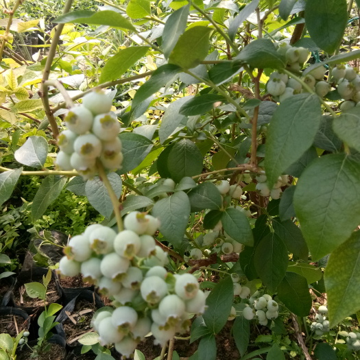 泰安蓝丰蓝莓苗 