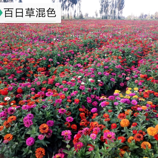 酒泉百日草种子