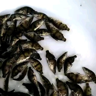 广州 桂花鱼苗