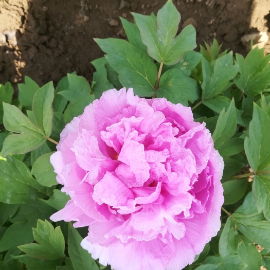 菏泽观赏牡丹 4~6cm 4~6cm 0.5米以下