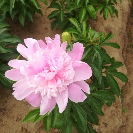 菏泽多花芍药 2~4cm 0.5米以下