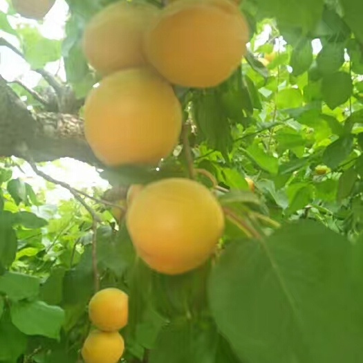 大荔县凯特杏 50mm以上