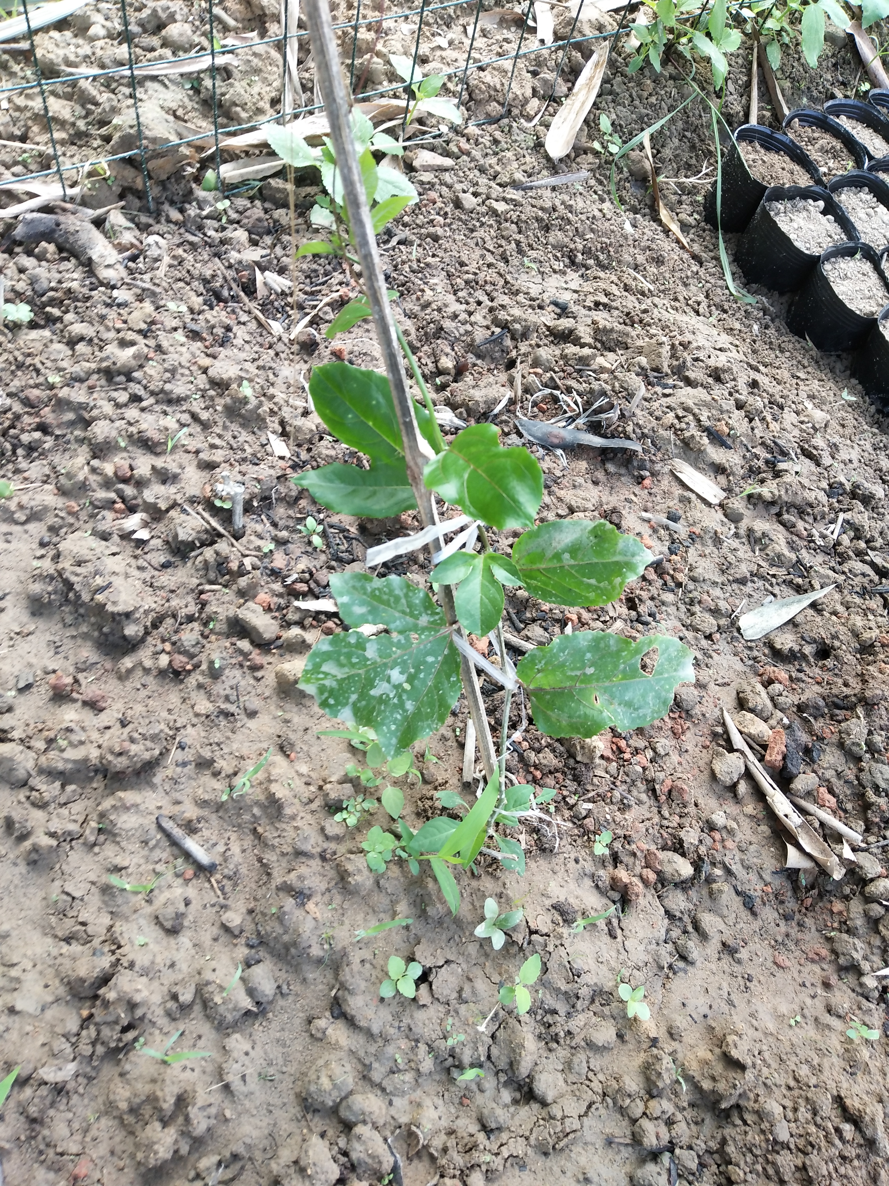 黄金百香果钦蜜九号嫁接苗