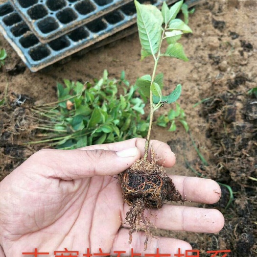 泰安吉塞拉樱桃苗   吉塞拉6号12号砧木苗山东吉塞拉矮化砧木樱