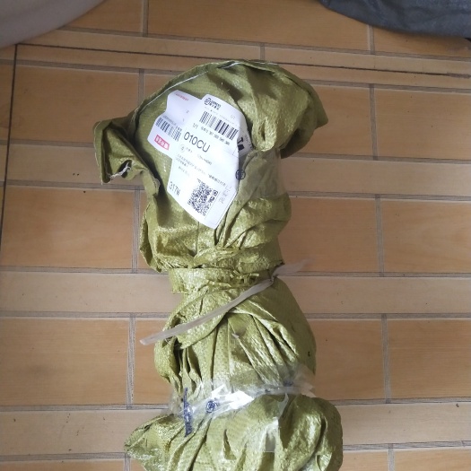 献县金丝枣苗 
