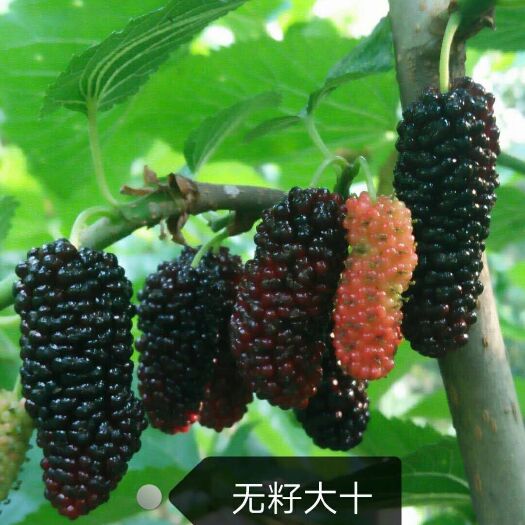 海宁市无籽大十果桑苗