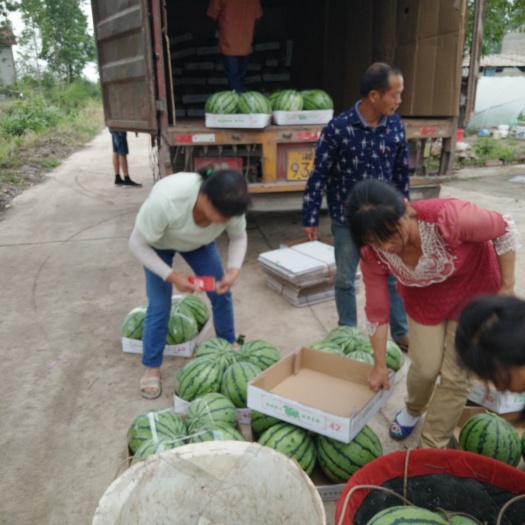岳阳麒麟西瓜  大棚西瓜产地直销
