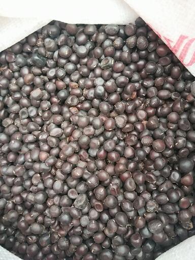 白芍种子 纯新赤芍种子赤芍籽白芍籽产地直销~包邮