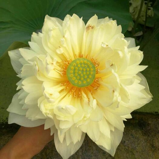 安新县荷花