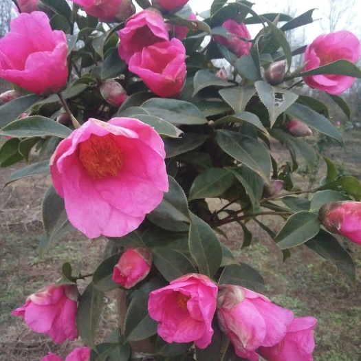绥阳县山茶花 140cm以上