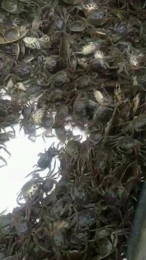 宣城大闸蟹苗  优质蟹苗