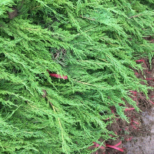 沭阳县小龙柏  苗宝塔松清明节墓地松蜀桧 扫墓树苗松树苗松柏侧柏小桧柏