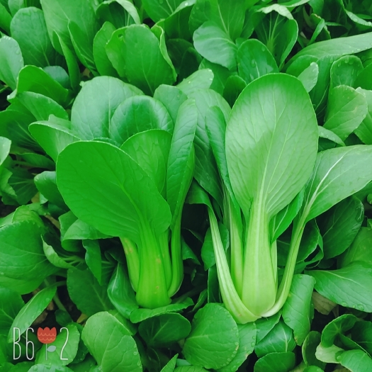 曹县上海青 10~15公分