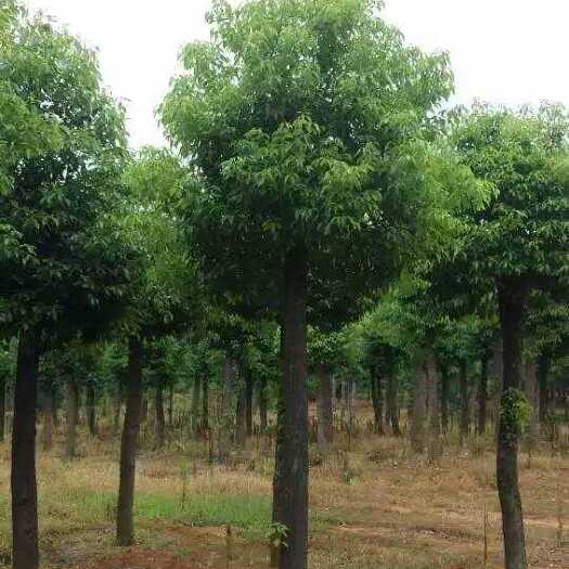 截杆香樟  切杆移植香樟