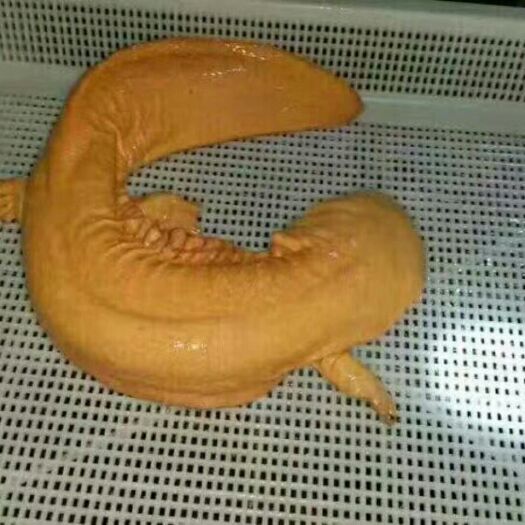 张家界狗鱼 