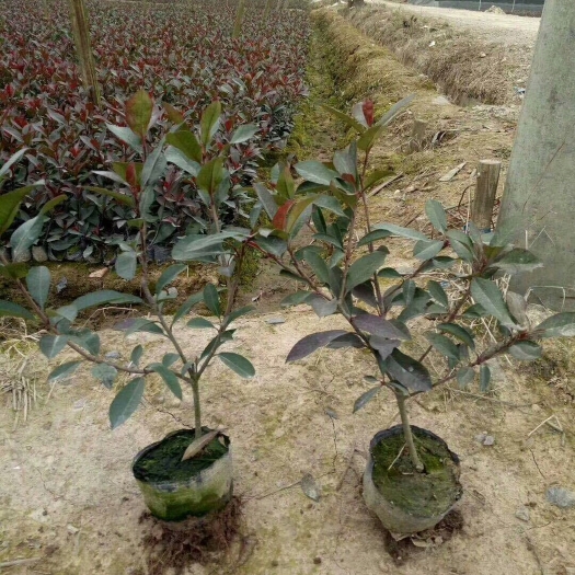 沭阳县红叶石楠柱