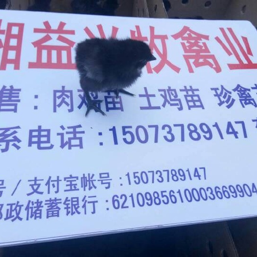 广州绿壳蛋鸡苗 统货