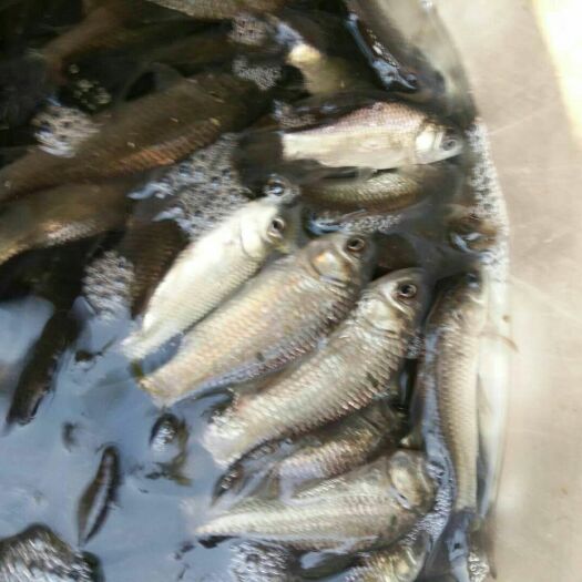 平昌县草鱼苗 