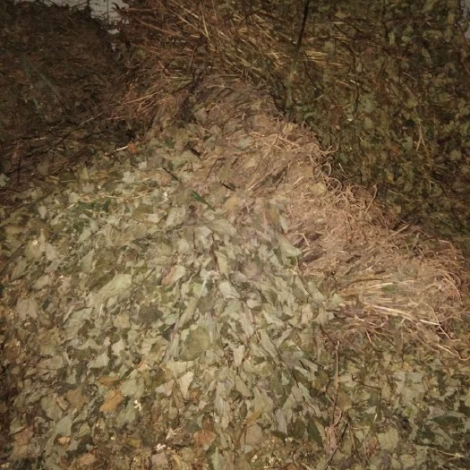 宜宾四川野生鱼腥草干货扎把